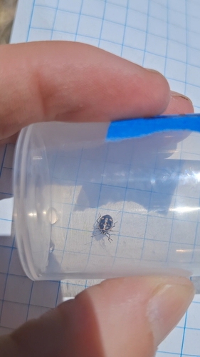 iNaturalist observation photo of Bagrada Bug