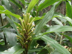 Hedychium flavescens