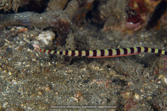 Syngnathidae