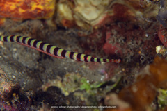 Syngnathidae
