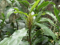 Hedychium flavescens