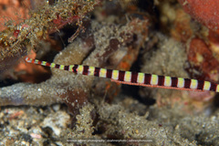 Syngnathidae