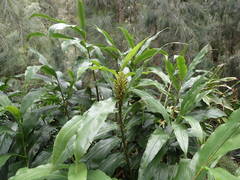 Hedychium flavescens