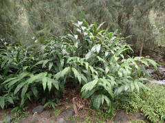 Hedychium flavescens