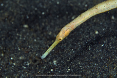 Double-Ended Pipefish photo 5
