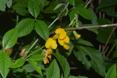 Crotalaria vitellina