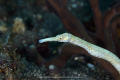 Double-Ended Pipefish photo 3