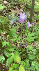 Phacelia bipinnatifida