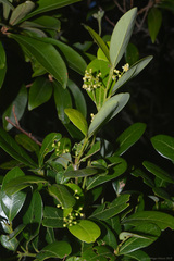 Ocotea pulchella
