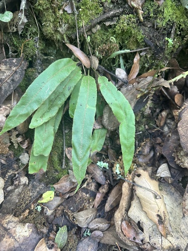 Elaphoglossum petiolatum observed 2026-05-08