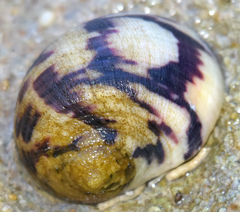 Nerita peloronta