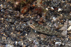 Ctenogobiops pomastictus