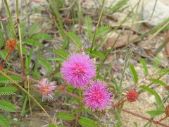 Mimosa quadrivalvis, photograph (c) saltyhiker, some rights reserved (CC BY)