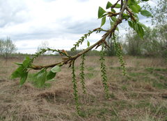 Populus × sibirica