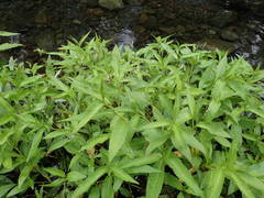 Persicaria senegalensis image