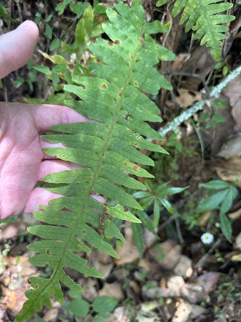 Polypodium puberulum