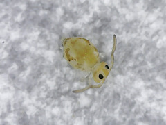Deuterosminthurus pallipes