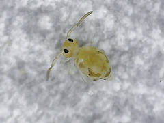 Deuterosminthurus pallipes