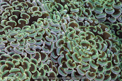 Fimbriaphyllia ancora