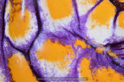 Photo of Gold-mouth sea squirt (Polycarpa aurata)