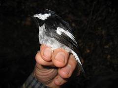 Ficedula westermanni