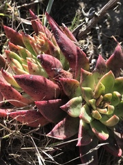 Dudleya caespitosa