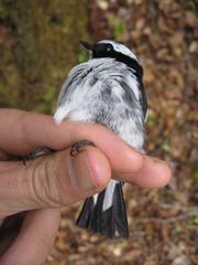 Ficedula westermanni