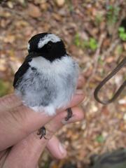 Ficedula westermanni