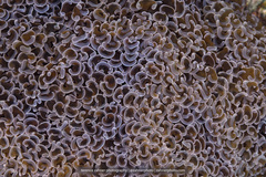 Fimbriaphyllia ancora