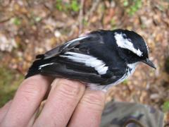 Ficedula westermanni