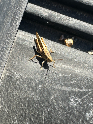 Coral-winged Grasshopper