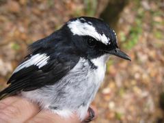 Ficedula westermanni