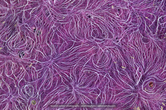 Chalinula nematifera