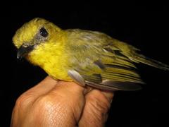 Pachycephala hypoxantha