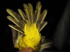 Pachycephala hypoxantha