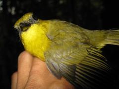 Pachycephala hypoxantha