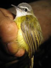 Abroscopus superciliaris