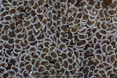Fimbriaphyllia ancora