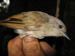 Alcippe brunneicauda