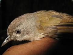 Alcippe brunneicauda