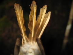 Alcippe brunneicauda