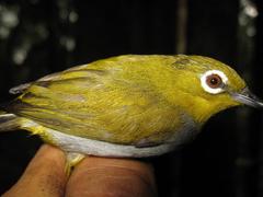 Zosterops auriventer