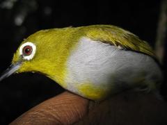 Zosterops auriventer