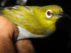 Zosterops auriventer