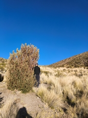 Polylepis tarapacana