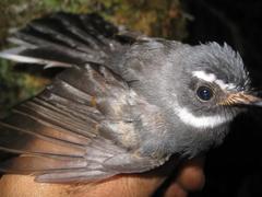 Rhipidura albicollis