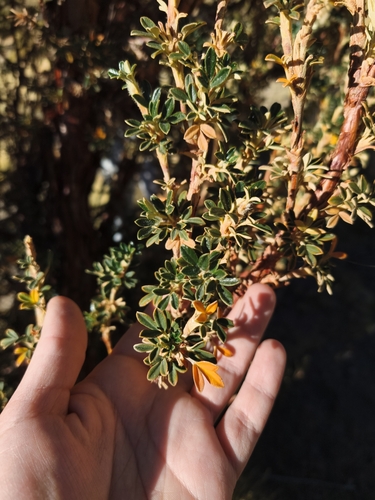 Polylepis tarapacana, photograph 2