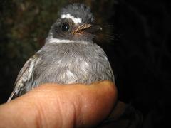 Rhipidura albicollis