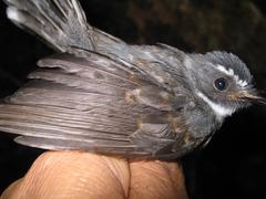 Rhipidura albicollis