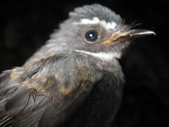 Rhipidura albicollis